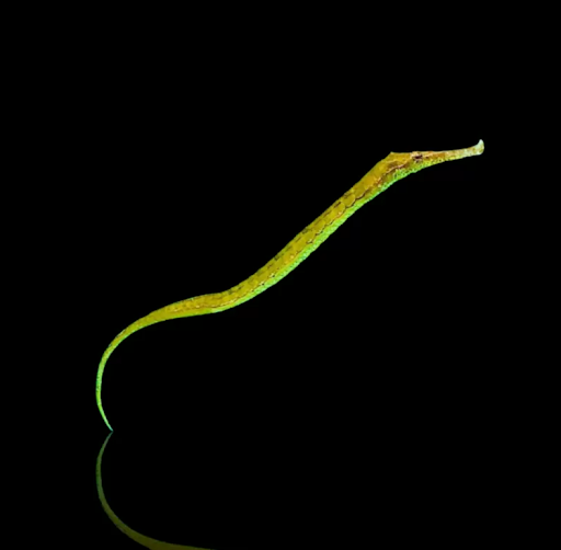 Seepferdchen im Aquarium Warum die faszinierenden Meeresbewohner besondere Pflege und Wissen benötigen Seepferdchen